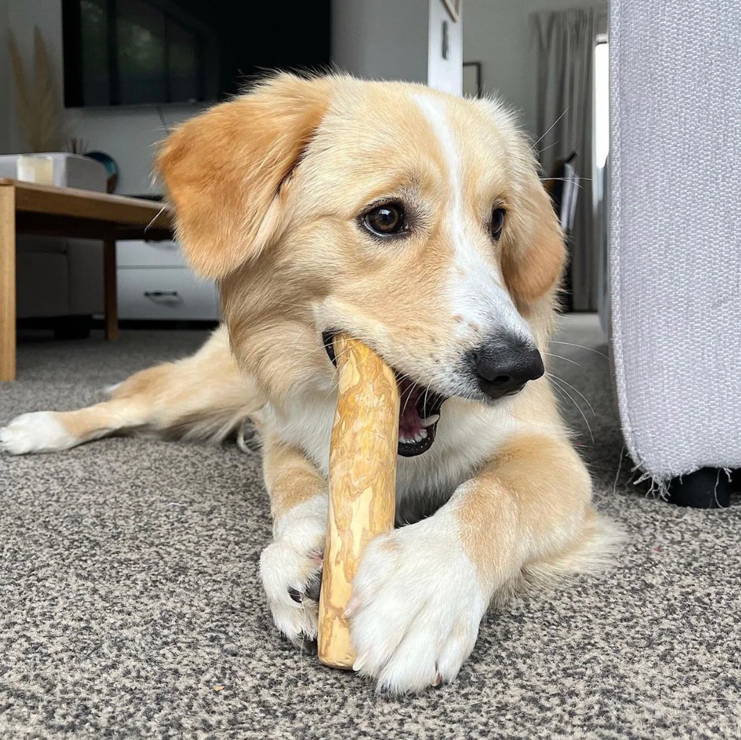 A Labrador dog chewing n a bone.